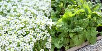 <p>Alyssum is an annual that's easy to grow from seed in between rows of vegetables. "It's a big attractor of hover flies, which are beneficial insects that control aphids," says Stross. Plant pretty Swiss chard as a border, interspersed with these delicate low-growing flowers.<br></p>