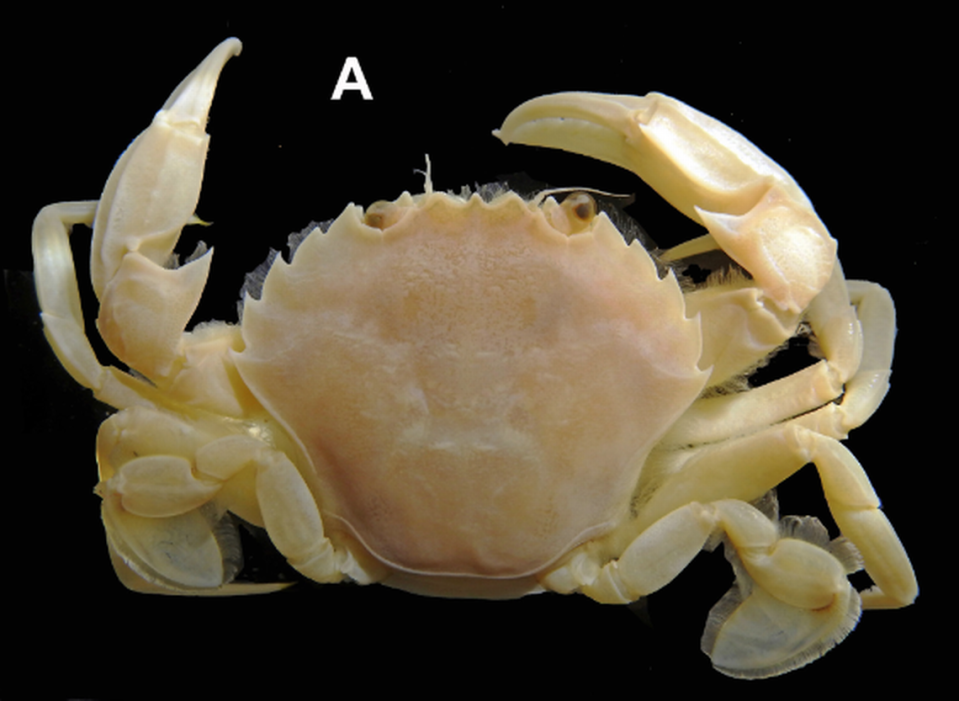 The crab looked similar to other known species on the outside, but its genetics told a different story.