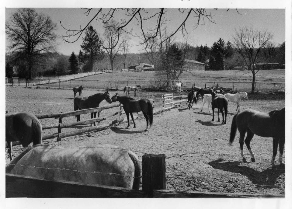 Horses on a farm in rural Rockleigh stroll in the warm sun on April 7, 1976. Town officials have taken efforts over the years to preserve the Bergen County town's rural heritage.