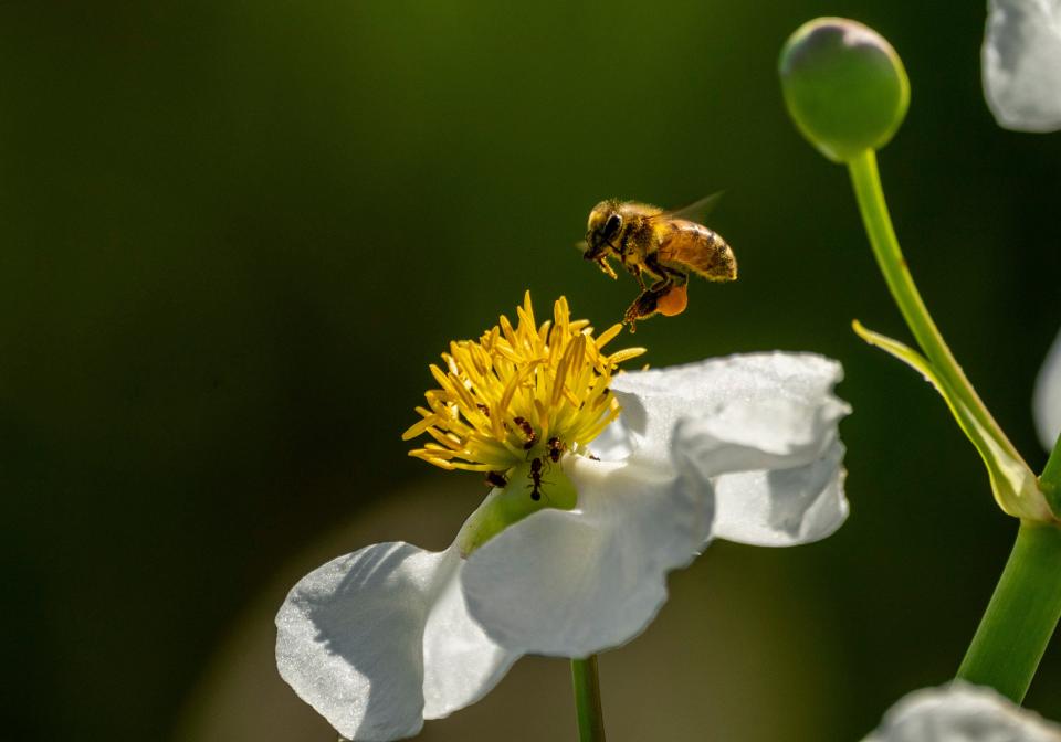 A bee collects pollen in the Green Cay Wetlands in Boynton Beach, Beach, Florida on October 27, 2020. (GREG LOVETT / THE PALM BEACH POST)