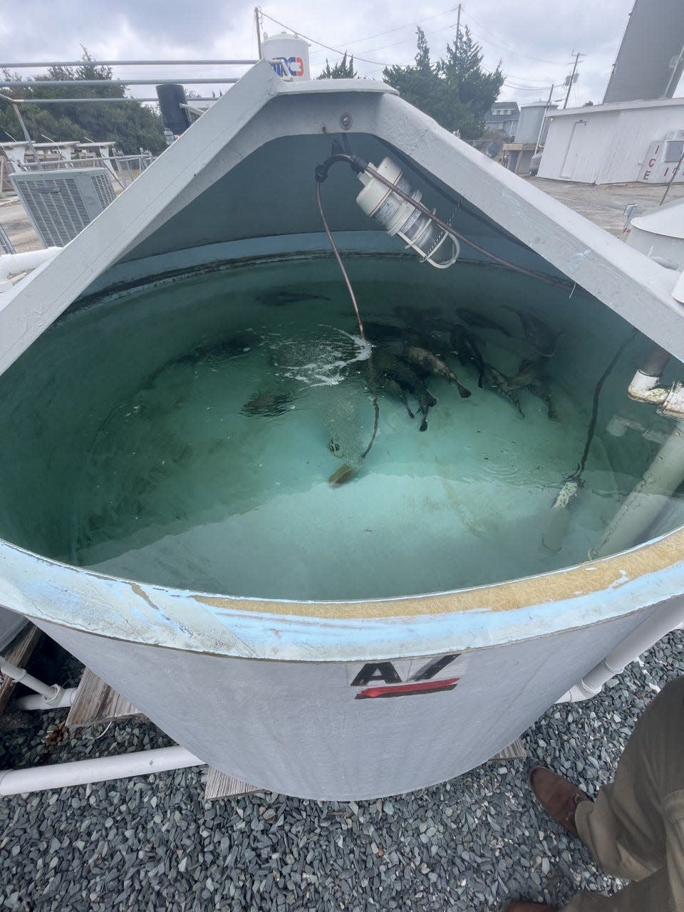 Black Sea bass are growing in a saltwater tank as part of an aquaponics system at UNCW’s Aquaculture program at Wrightsville Beach.