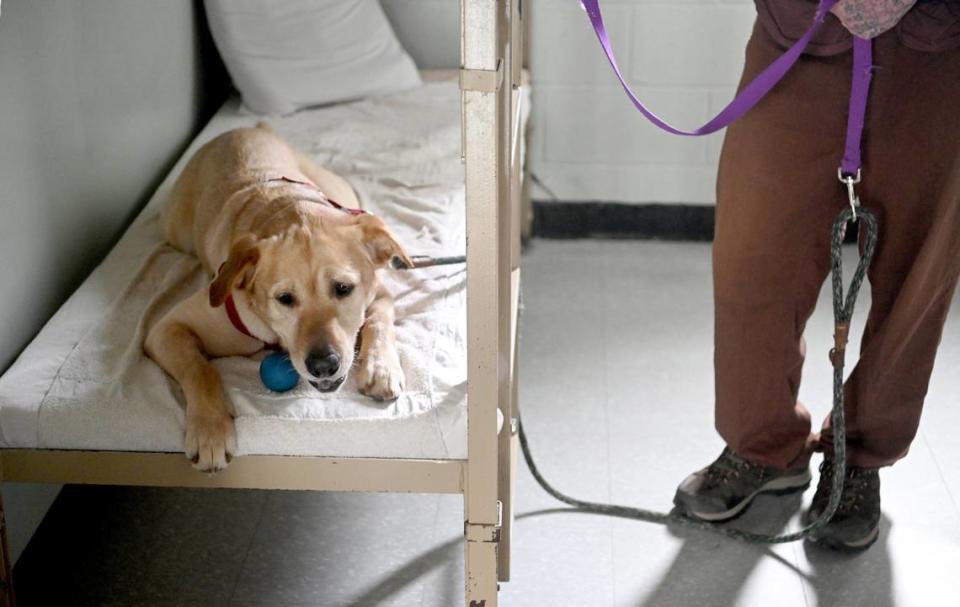 T.J. hangs out on his handler’s bed with his favorite ball at SCI Rockview on Tuesday, Feb. 28, 2023.