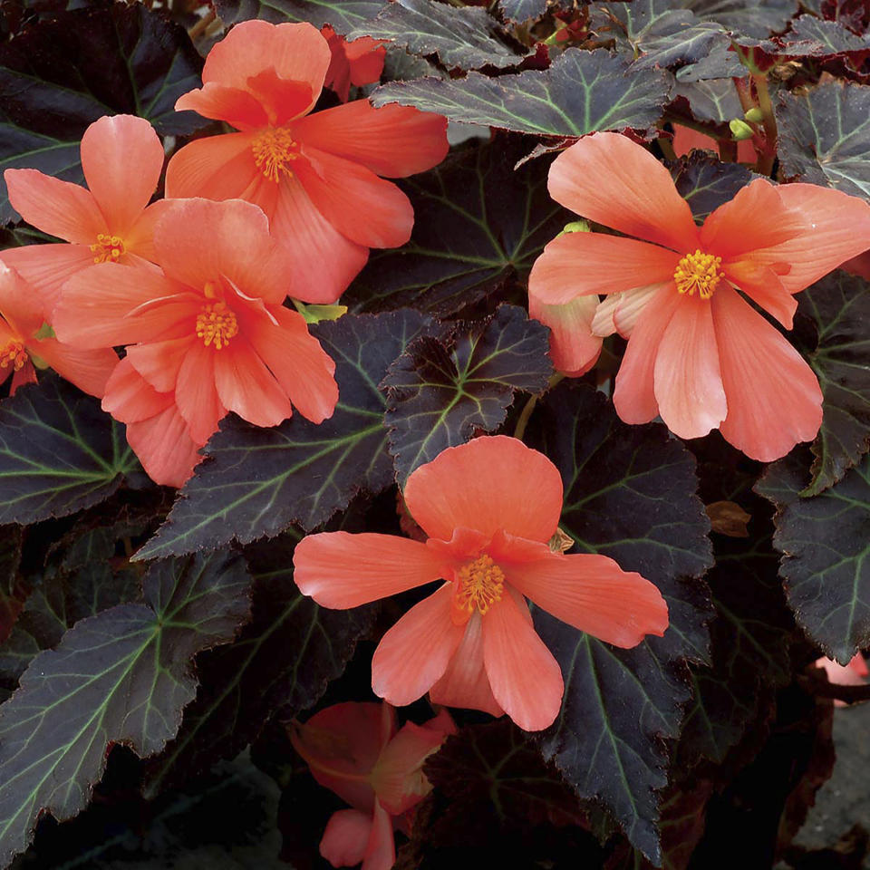 This undated photo provided by Terra Nova Nurseries shows a COCOA Enchanted Sunrise begonia. Nurseries and garden centers are expected to stock a plethora of similarly colored plants now that Pantone has named Peach Fuzz as its 2024 color of the year. (Terra Nova Nurseries via AP)