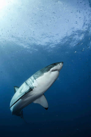 A great white shark is seen in the waters near Guadalupe Island off the coast of Mexico in this 2012 handout photo obtained by Reuters February 18, 2019. Byron Dilkes/Danah Divers/Handout via REUTERS
