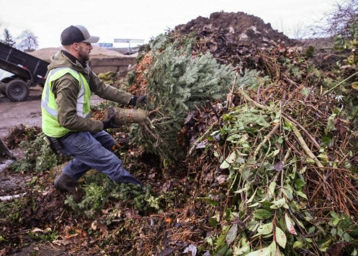 David Hawker from Lane Forest Products wrestles a Christmas tree out of a yard debris pile in January 2020. Lane Forest Products recycles natural trees.