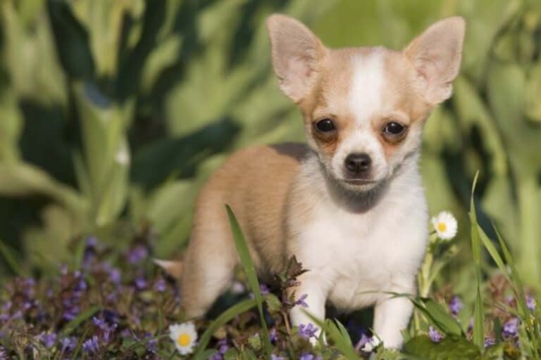 El comportamiento de un perro chihuahua no solo está marcado por la raza