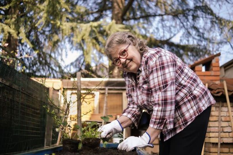 Green thumb granny planting in her garden