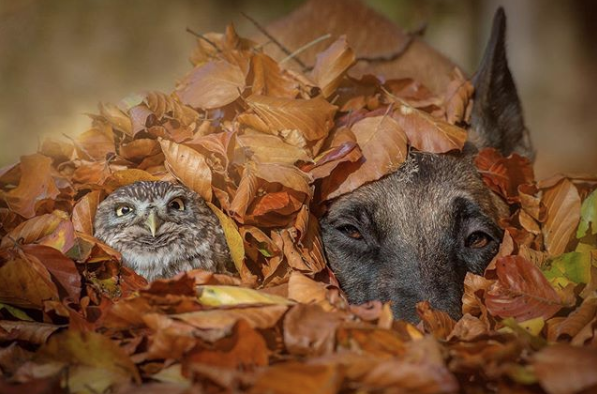 Wer versteckt sich da im Laub? (Bild-Copyright: <a href="https://www.instagram.com/tanja_brandt/" rel="nofollow noopener" target="_blank" data-ylk="slk:Tanja Brandt;elm:context_link;itc:0;sec:content-canvas" class="link ">Tanja Brandt</a>)