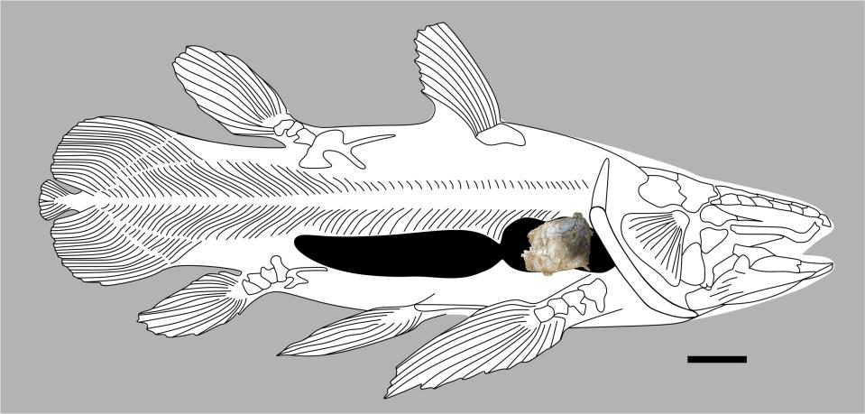 The specimen of the coelacanth lung and its likely position as the anterior chamber in a mawsoniid coelacanth (University of Portsmouth/PA)
