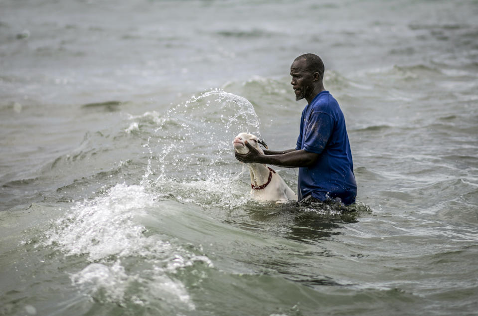 A man washes a sheep with sand and seawater on the beach before it is offered for sale for the upcoming Islamic holiday of Eid al-Adha, on the beach in Dakar, Senegal Thursday, July 30, 2020. Even in the best of times, many Muslims in West Africa scramble to afford a sheep to slaughter on the Eid al-Adha holiday, a display of faith that often costs as much as a month's income, and now the coronavirus is wreaking havoc on people's budgets putting an important religious tradition beyond financial reach. (AP Photo/Sylvain Cherkaoui)