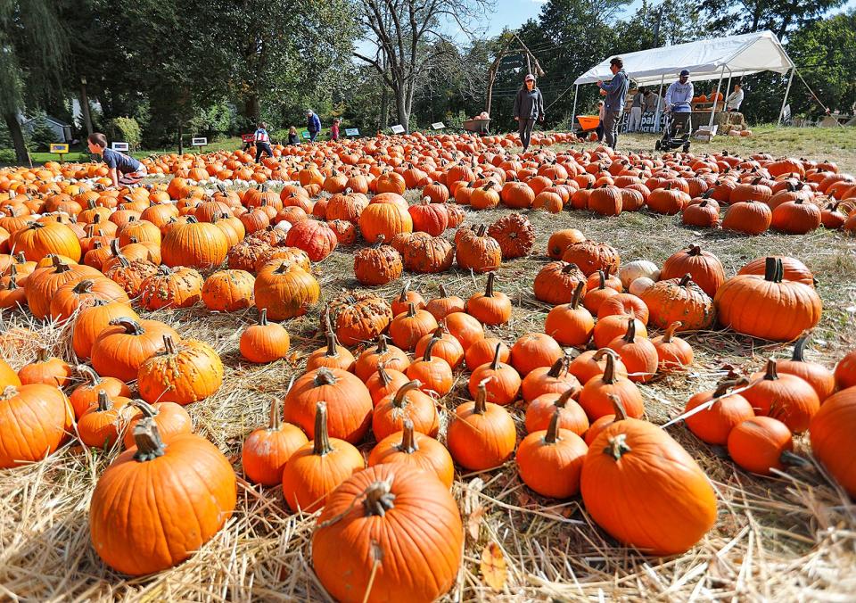 This weekend will be a great opportunity to pick up a pumpkin or two at local pumpkin patches and participate in fun fall-themed activities.