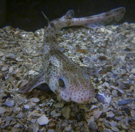 A catshark rests in the water.