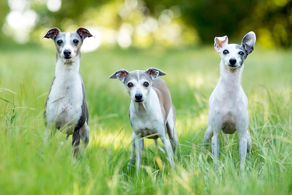 three small italian greyhounds standing outside in tall grass