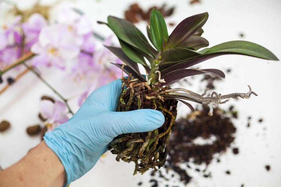 person holding unpotted orchid before repotting it