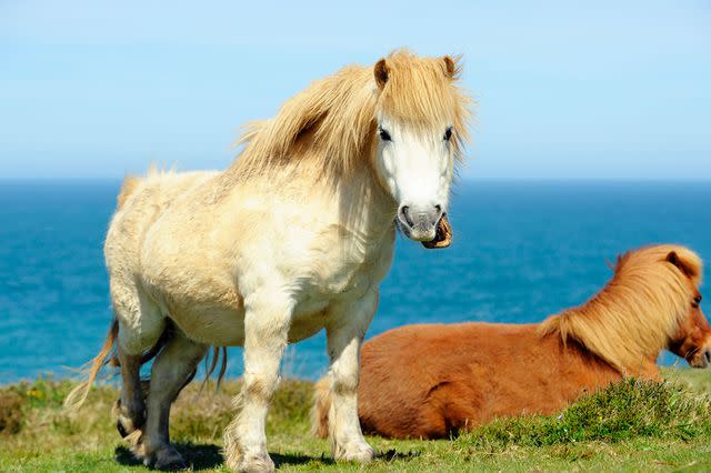 <p>getty</p> Wild Shetland Ponys above the atlantic ocean, Cornwall, UK -- stock image
