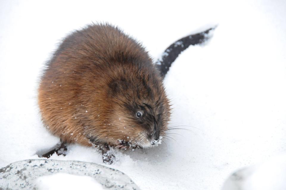 muskrat eatiang on lake on winter