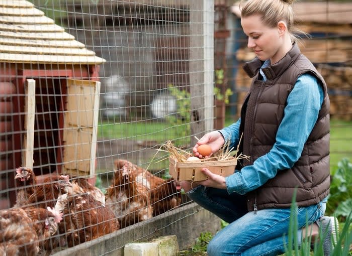 Woman collecting eggs from backyard chicken coop.