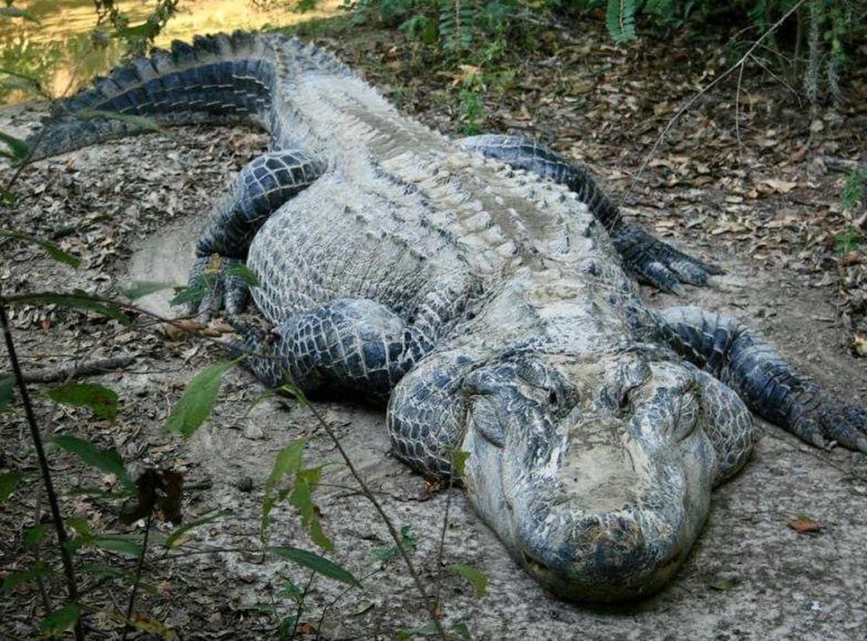 Chompter the alligator died at his home at Pine Hills Nursery in Pass Christian. He was 64 years old.