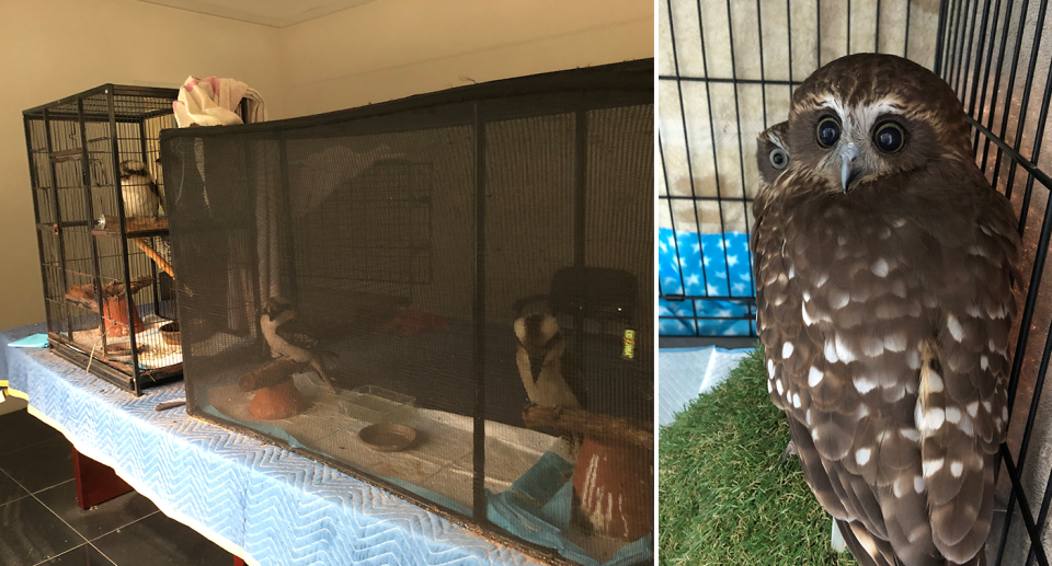 Kookaburras in cages on a table on the left and owls in a cage on the right.