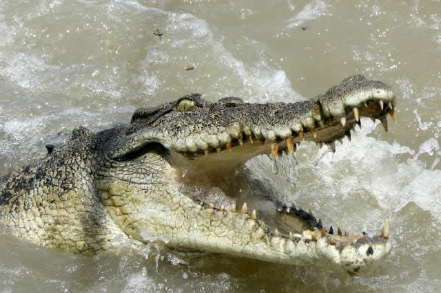 Woman snatched by crocodile on night swim in Australia