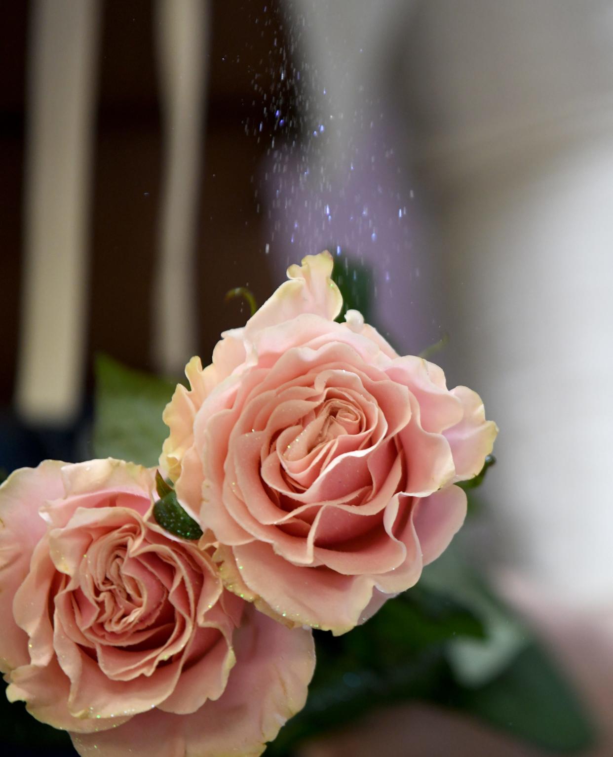 Roses at Botanica Florist in Belden Village in Jackson Township get a bit of sparkle with a sprinkle of glitter.