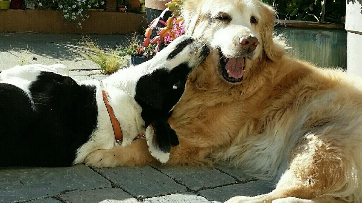 two dogs lazily play together outside