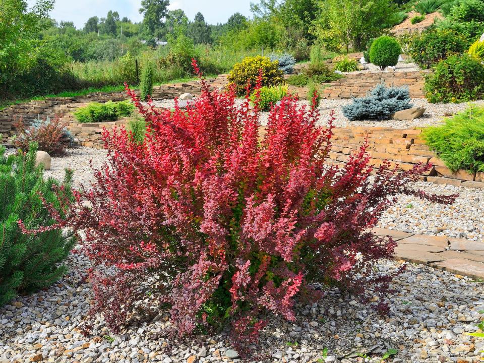 big ed barberry bush in a rocky garden