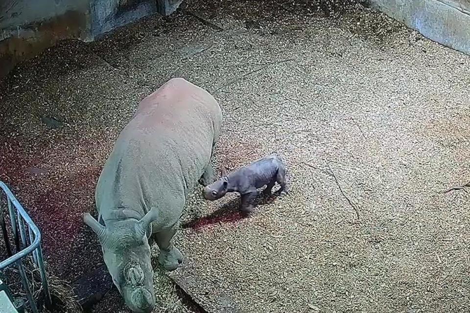 The baby rhino has yet to be named: Folly Farm