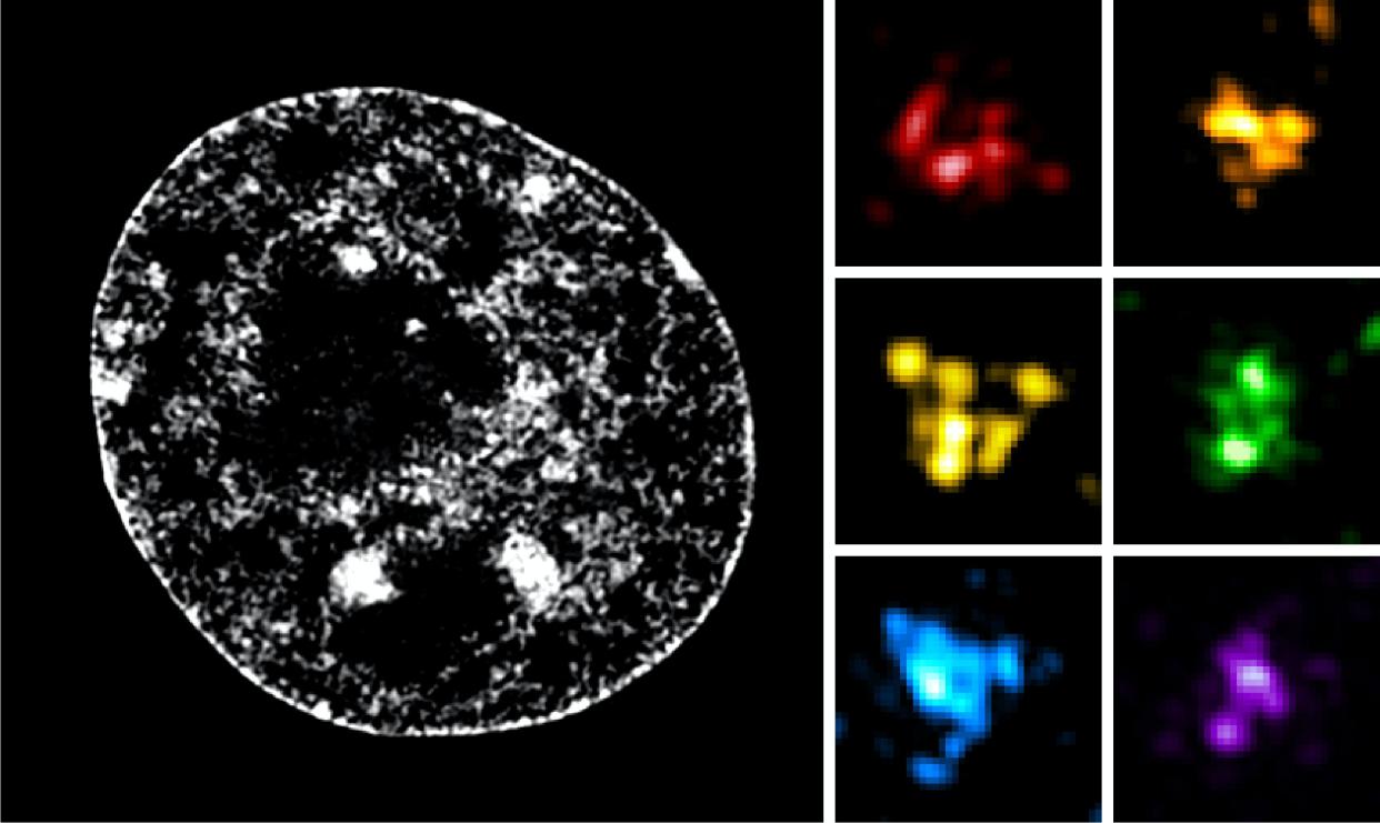 <span class="caption">Gauche : l’ADN des chromosomes dans un noyau cellulaire, vu grâce à un intercalant de l’ADN fluorescent et l’observation en microscopie super-résolution. Droite : exemples de TAD comprenant plusieurs sous-structures, les CNDs, vus grâce à des marqueurs fluorescents spécifiques et l’observation en microscopie super-résolution.</span> <span class="attribution"><span class="source">Quentin Szabo</span>, <span class="license">Fourni par l'auteur</span></span>
