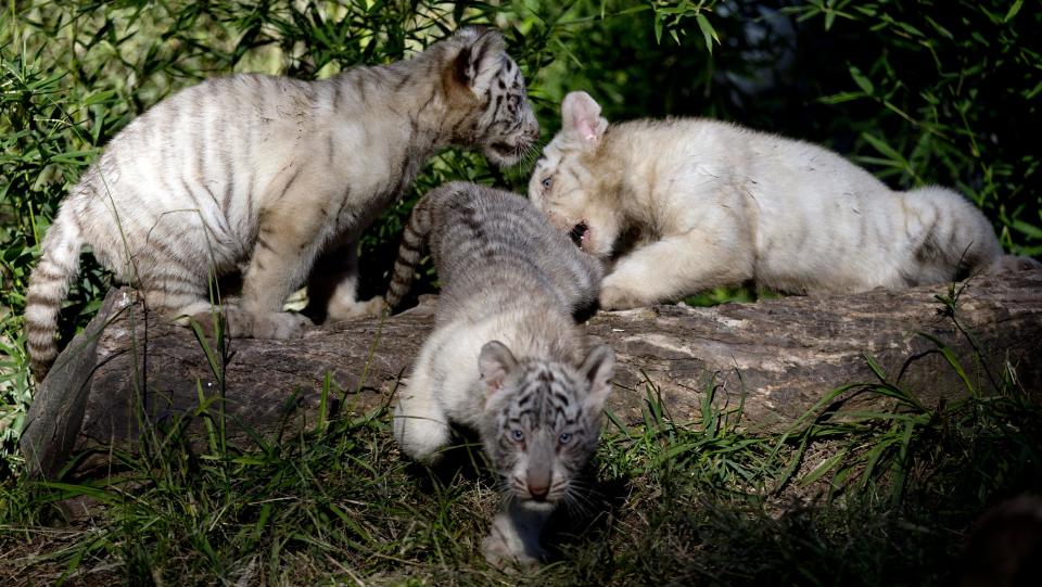 Tres crías de tigres de Bengala blanco juegan en si encierro en el zoológico de Buenos Aires, Argentina, el miércoles 16 de abril de 2014. (AP Photo/Natacha Pisarenko)