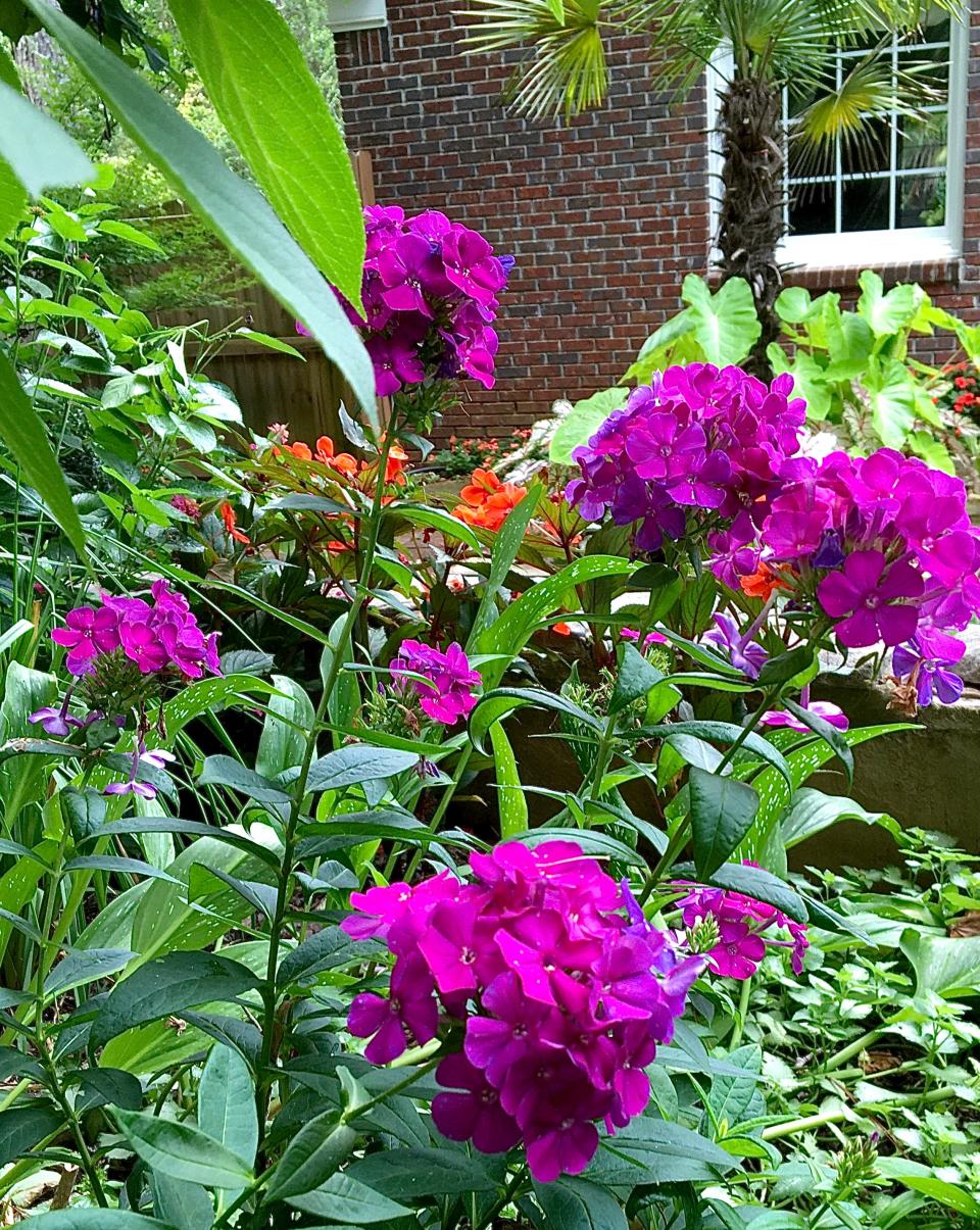 Luminary Ultraviolet summer phlox is slightly taller than Luminary Sunset Coral and it too will bring pollinators of all sorts.