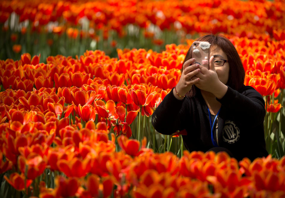 Tulips in China