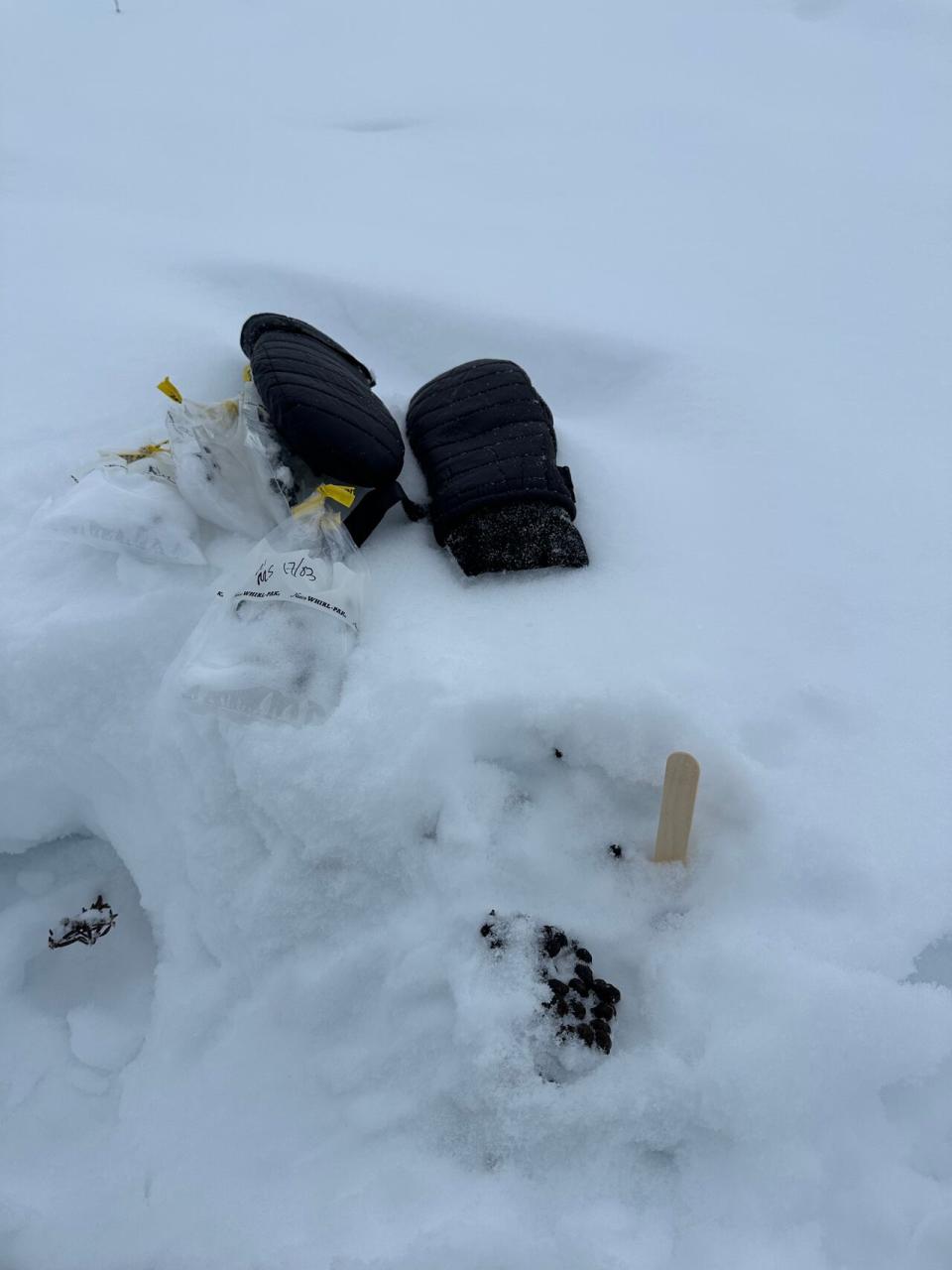 Researchers with the Sahtu Renewable Resources Board in the N.W.T. collect caribou feces as a way of studying and monitoring herds.