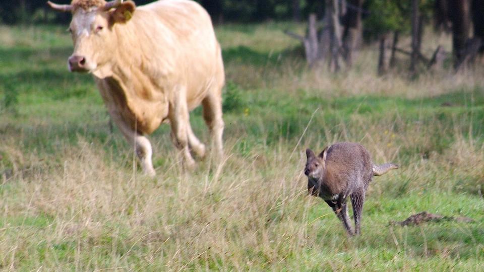 Ein entlaufenes Känguru springt vor einer Kuh über eine Wiese.