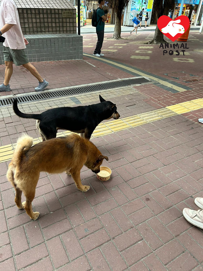 熱心市民為兩狗提供食物和水。