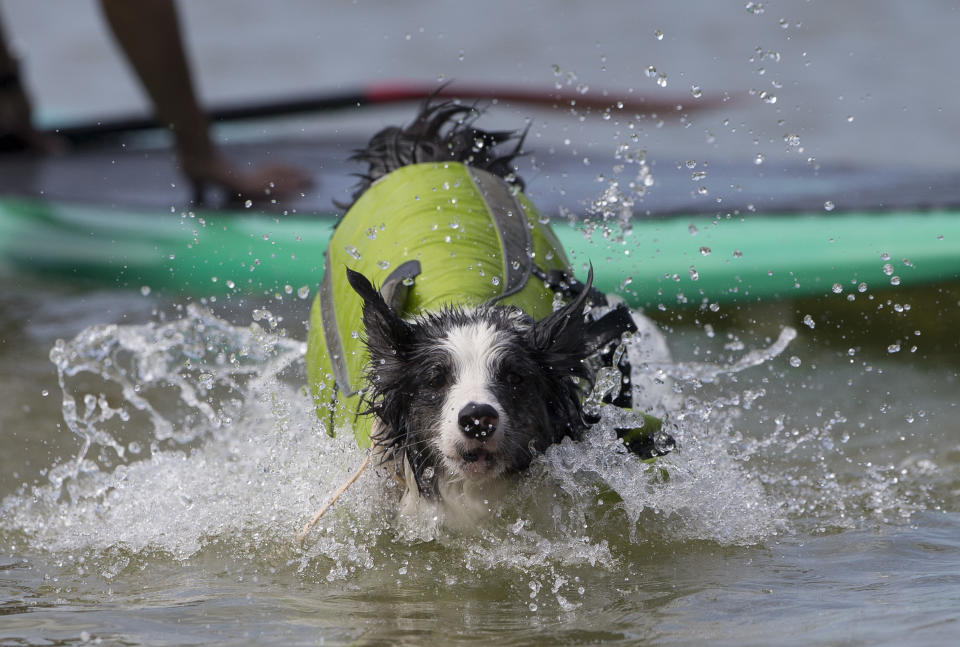 Selva jumps from a paddle board off Barra de Tijuca beach in Rio de Janeiro, Brazil, Thursday, Jan. 16, 2014. Selva is being trained by her owner to accompany her as she stand-up paddle surfs, along with other paddle surfing dog owners preparing for an upcoming competition of paddle surfers who compete with their dogs. (AP Photo/Silvia Izquierdo)