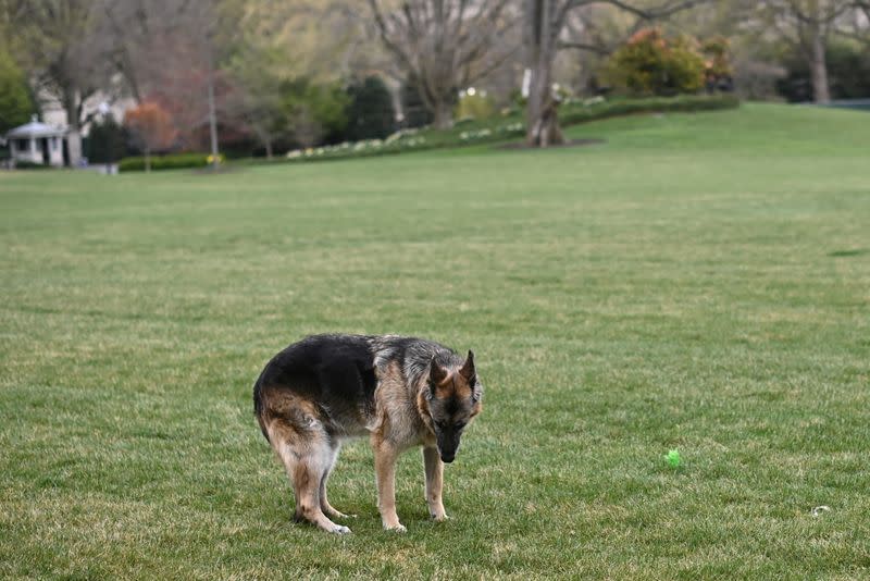 FILE PHOTO: U.S. President Joe Biden's dog Champ is seen on the South Lawn of the White House in Washington