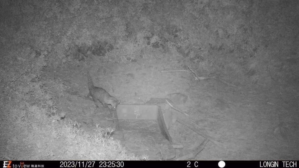 近日玉山國家公園管理處發現了新嬌客「謎樣麝香貓」。   圖：翻攝自玉山國家公園臉書
