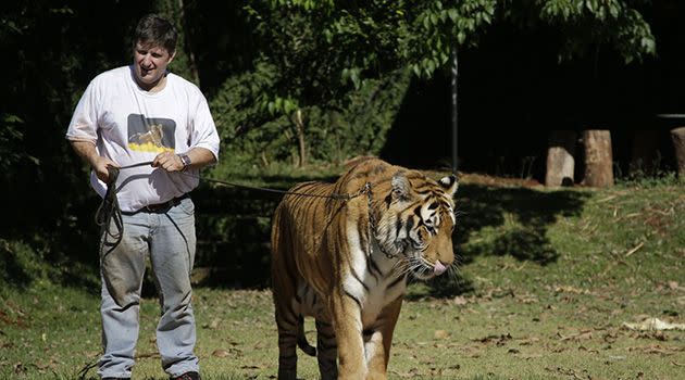 Borges originally started breeding tigers when he rescued two tiger cubs from a circus. Photo: AP