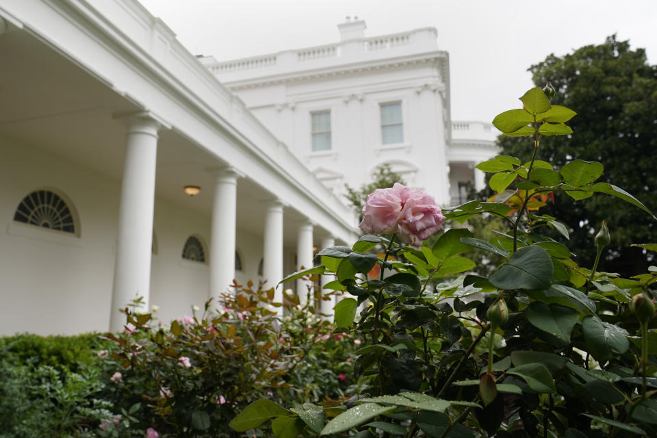 A rose is seen as journalists tour the restored Rose Garden at the White House in Washington, Saturday, Aug. 22, 2020. First Lady Melania Trump will deliver her Republican National Convention speech Tuesday night from the garden, famous for its close proximity to the Oval Office. The three weeks of work on the garden, which was done in the spirit of its original 1962 design, were showcased to reporters on Saturday. (AP Photo/Susan Walsh)