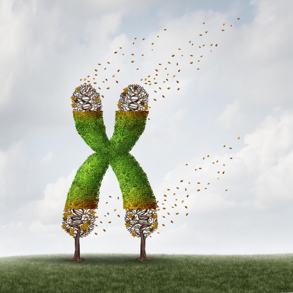 Stylized image of two trees intertwined to form an X chromosome, which appears to be blowing away in the wind