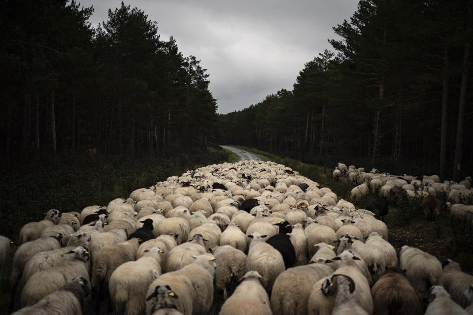 In this April 27, 2020 photo, a flock of sheep move on an empty road near Soria, as the lockdown to combat the spread of the new coronavirus continues in Spain. Many in Spain's small and shrinking villages thought their low populations would protect them from the coronavirus pandemic. The opposite appears to have proved true. Soria, a north-central province that's one of the least densely peopled places in Europe, has recorded a shocking death rate. Provincial authorities calculate that at least 500 people have died since the start of the outbreak in April. (AP Photo/Felipe Dana)