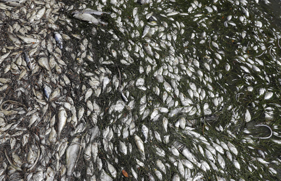 In this Monday Aug. 6, 2018 photo, dead fish are shown near a boat ramp in Bradenton Beach, Fla. From Naples in Southwest Florida, about 135 miles north, beach communities along the Gulf coast have been plagued with red tide. Normally crystal clear water is murky, and the smell of dead fish permeates the air (AP Photo/Chris O'Meara)