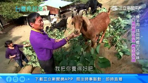 王錦泰在自己家養羊。