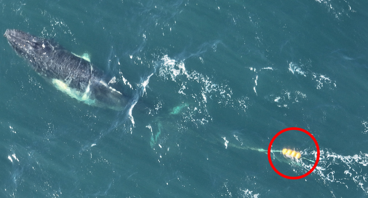 The whale in the ocean at Copacabana trailing the fishing equipment. A red circle has been placed around the buoys. 