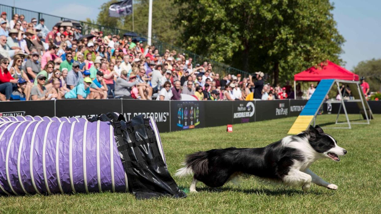 Dog agility at Purina Farms