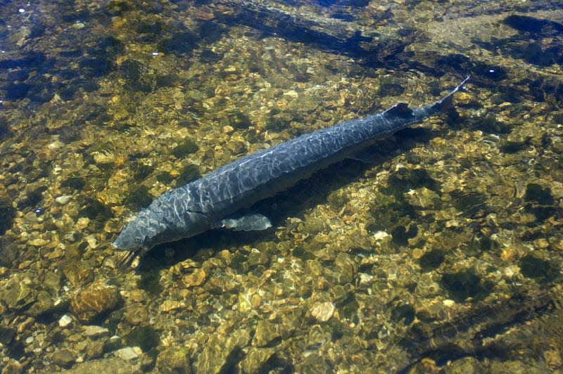 Volunteers are needed in Cheboygan County now through early June to stand guard as mature lake sturgeon head upstream to their spawning sites along the Black River.