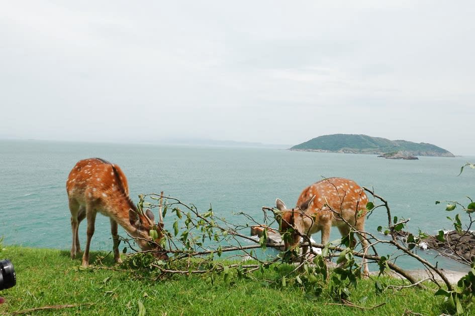 馬祖北竿公車慢遊  遊台版地中海山城、海上奈良公園餵小鹿