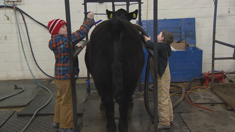 'Steer wars': P.E.I. brothers take to the ring at the annual Easter Beef Show