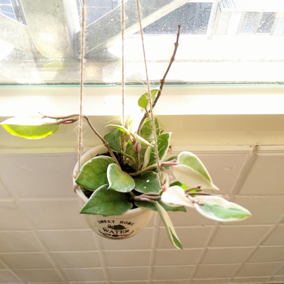 放在牆角邊的植物可能缺光，可以選擇懸掛式吊盆讓植物隨時能曬到太陽。圖/張芮瑜提供